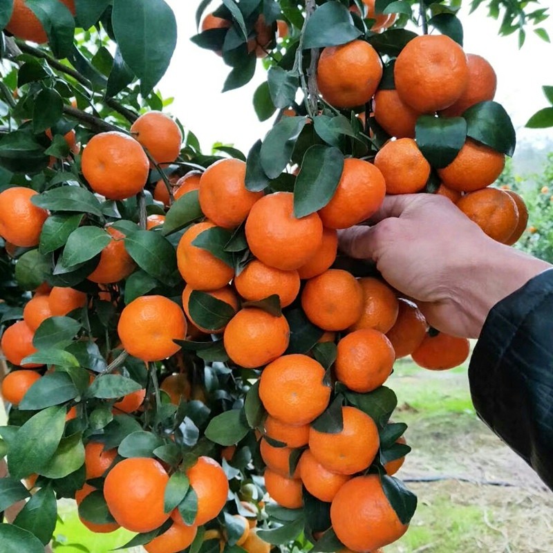 四季金桔树苗盆栽带果可食用植物室内花卉阳台年宵小橘子绿植好养 - 图1