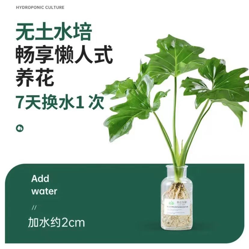 春雨绿植盆栽花卉植物室内易养活龟背竹无土春羽水培植物室内好养 - 图0