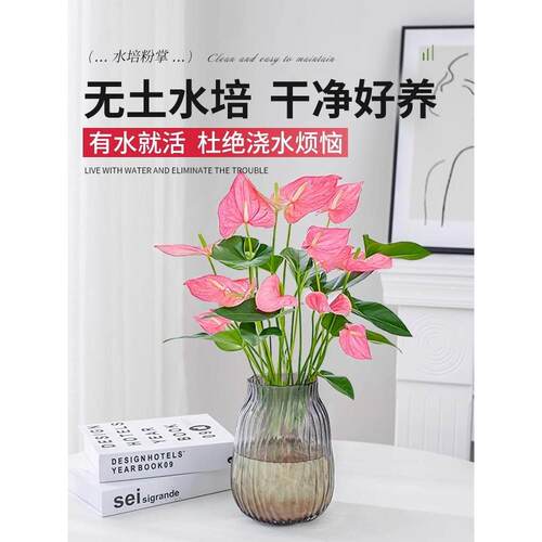 水培植物粉掌盆栽花卉植物室内花办公室桌面四季开花好养红掌绿植 - 图1