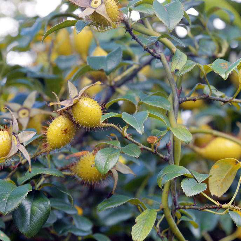 野生金樱子种子制栲胶熬糖酿酒园艺经济药用价值高攀援灌木篱笆墙 - 图1