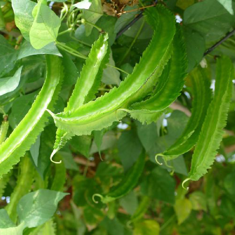 散装四棱豆种子龙豆四角豆皇帝豆种籽蔬菜菜豆角四季庭院盆栽种籽-图0