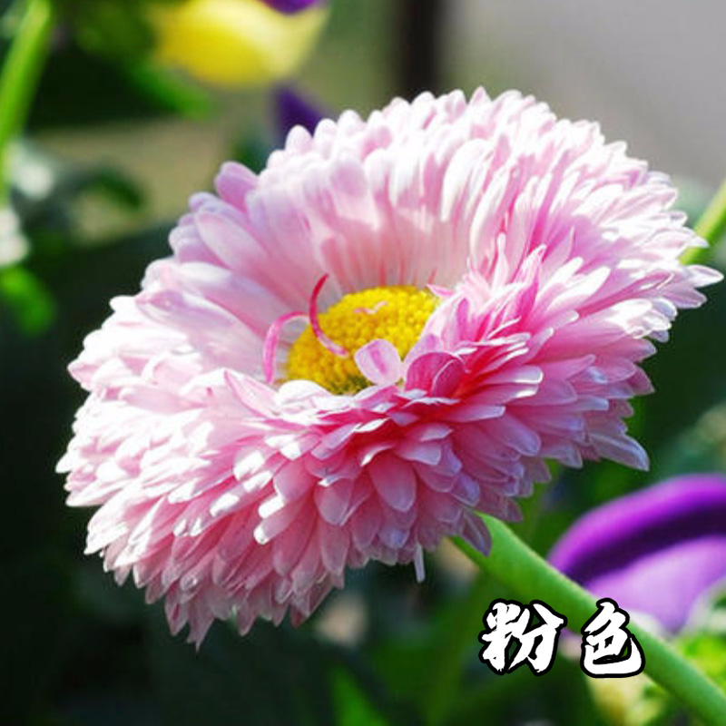 金盏菊混色金盏重瓣种籽四季花种 金盏菊种子混色金盏重瓣花卉种籽四季阳台花 美鲜庐旗舰店