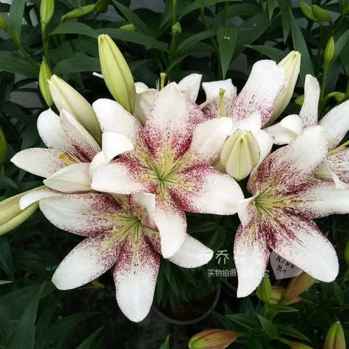 乔乔花屋荷兰进口百合花种球多苞斑点百合系列多个品种3粒装现货