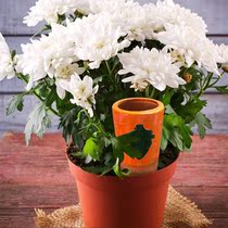 Plant Self Water Wattering Device Carrot Design Waterer Slow