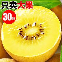 Sichuan Yellow Heart Kiwi Fruit 5 Catty Fresh Chieca Fruits Should Season The Whole Box Big Fruits And Mud Mimosas
