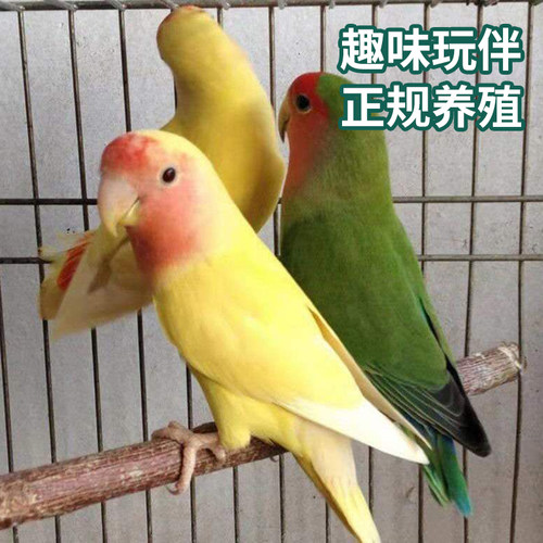 合法小鸟牡丹鹦鹉活鸟活物桃脸黄桃绿桃小鸟会学说活的宠物鸟家养 - 图1