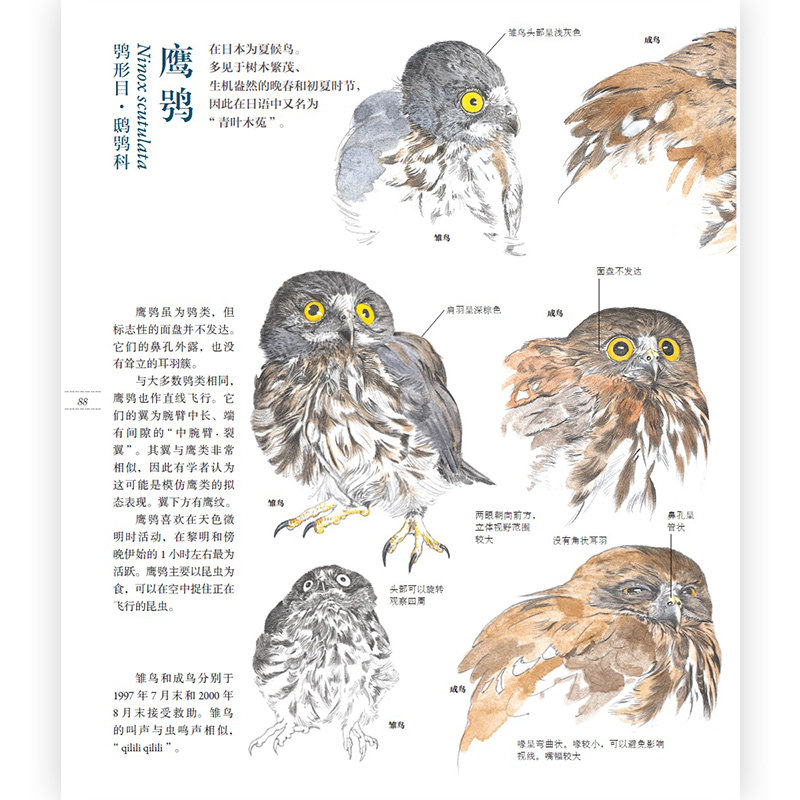 野鸟形态图鉴 观鸟图文记录 鸟类观察爱好者的纸上博物馆 野生动物研究保护科普书籍 后浪正版现货