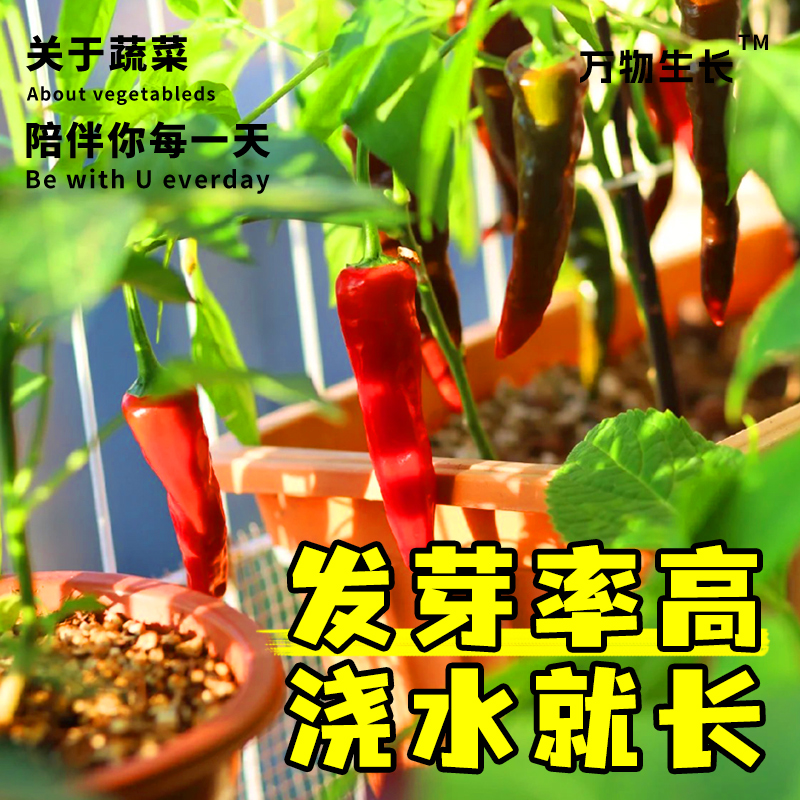 蔬菜种子四季播种阳台农家盆栽香菜菠菜生菜韭菜小葱草莓籽孑大全 - 图2