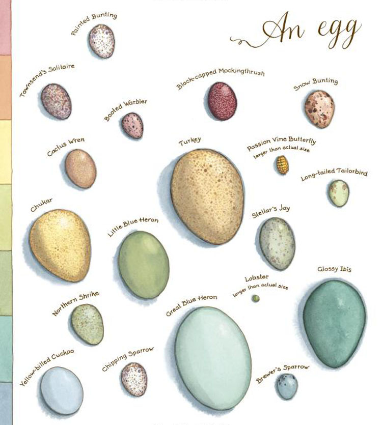 【预售】An Egg Is Quiet安静的鸡蛋 英文儿童绘本 认知启蒙科普读物适合3-6岁【善优童书】 - 图2