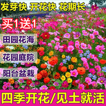 Flower Seed Patio Easy To Live Four Seasons Bloom and Cold-resistant Multi-year Chrysanthemum Seeds Gsamantha Seed Sun Flower Seed