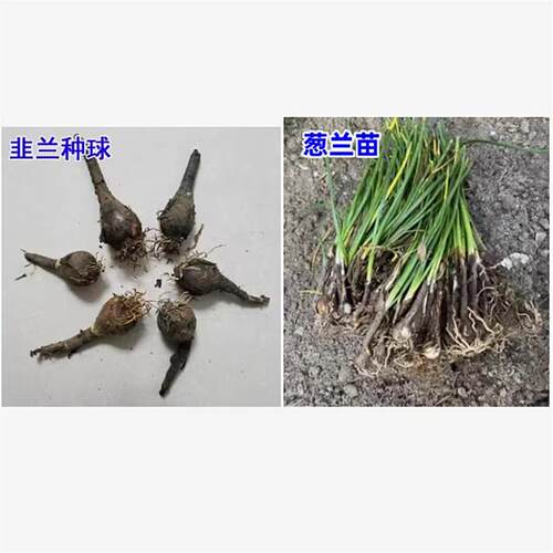 室外喜阴花卉葱兰花苗四季矮生植物开花种子籽风雨兰种球易活庭院 - 图3