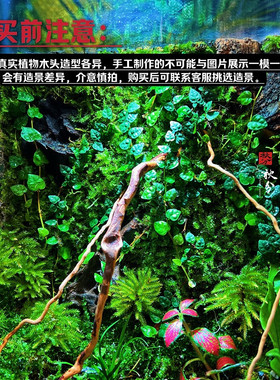 生态瓶创意桌面苔藓微景