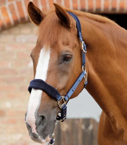 【PE官方企业店】马笼头套马术用品马匹装备 - 图0