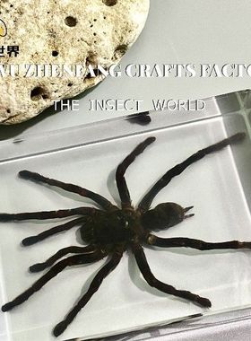 集市真实树脂标本礼品文创小动物