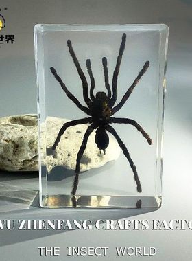 集市亚克力热卖蜈蚣创意蝎子真实