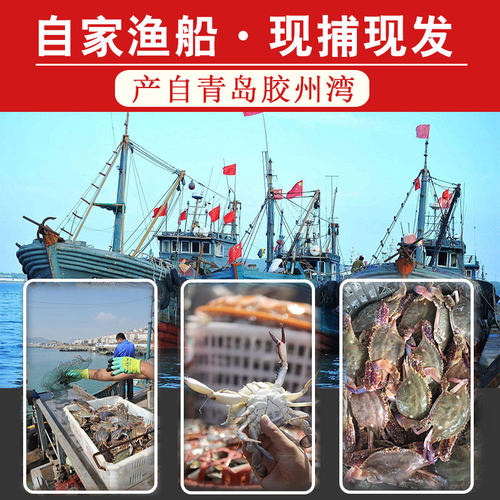 【保鲜不保活】活发青岛梭子蟹母蟹特大新鲜野生飞蟹海蟹螃蟹顺丰 - 图0