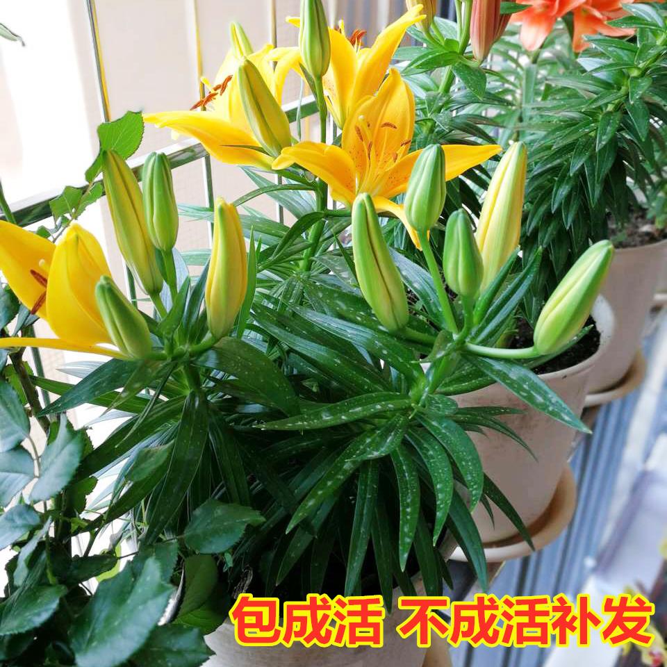 香水百合花种球带芽大球百合种子四季花卉植物室内盆栽多年生