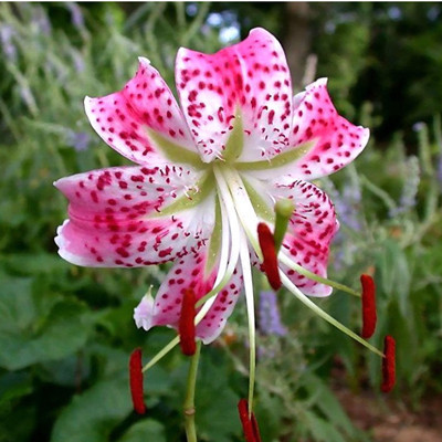 香水百合花种球带芽大球百合种子四季花卉植物室内盆栽多年生