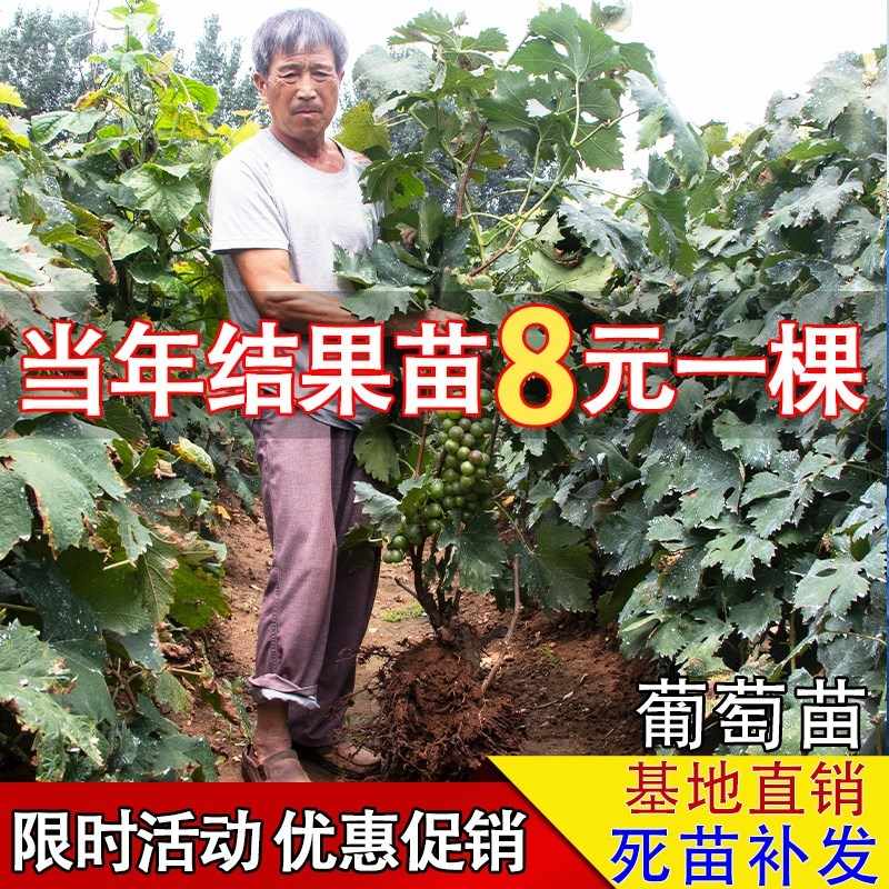 葡萄苗巨峰 新人首单立减十元 21年9月 淘宝海外