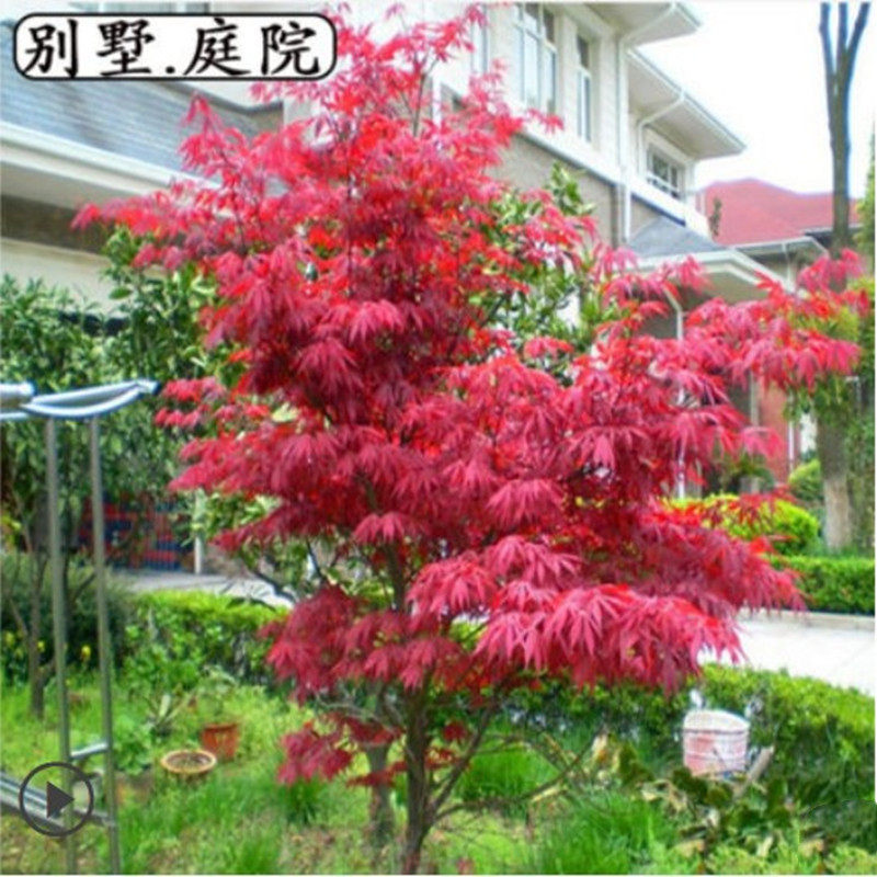 日本红枫树苗红舞姬三季红盆栽盆景庭院别墅道路绿化植物耐寒室外_虎窝淘