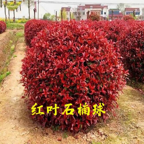 红叶石楠大小叶黄杨冬青花继木金叶森女贞球绿化工程别墅庭院绿篱 - 图2