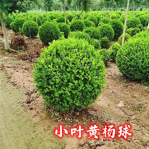 红叶石楠大小叶黄杨冬青花继木金叶森女贞球绿化工程别墅庭院绿篱 - 图3