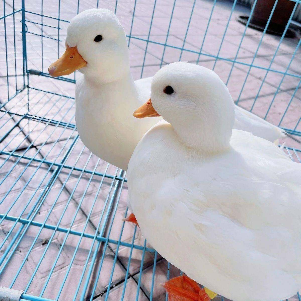 柯尔鸭S级赛级网红可达鸭青年成年宠物鸭活体萌宠幼崽正宗科尔鸭,淘宝优惠券,粉丝福利购,淘宝优惠卷