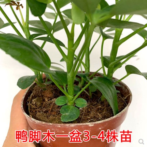 鸭掌木发财树盆栽八方来财室内绿植花卉鹅掌柴鸭脚木四季常青植物-图0