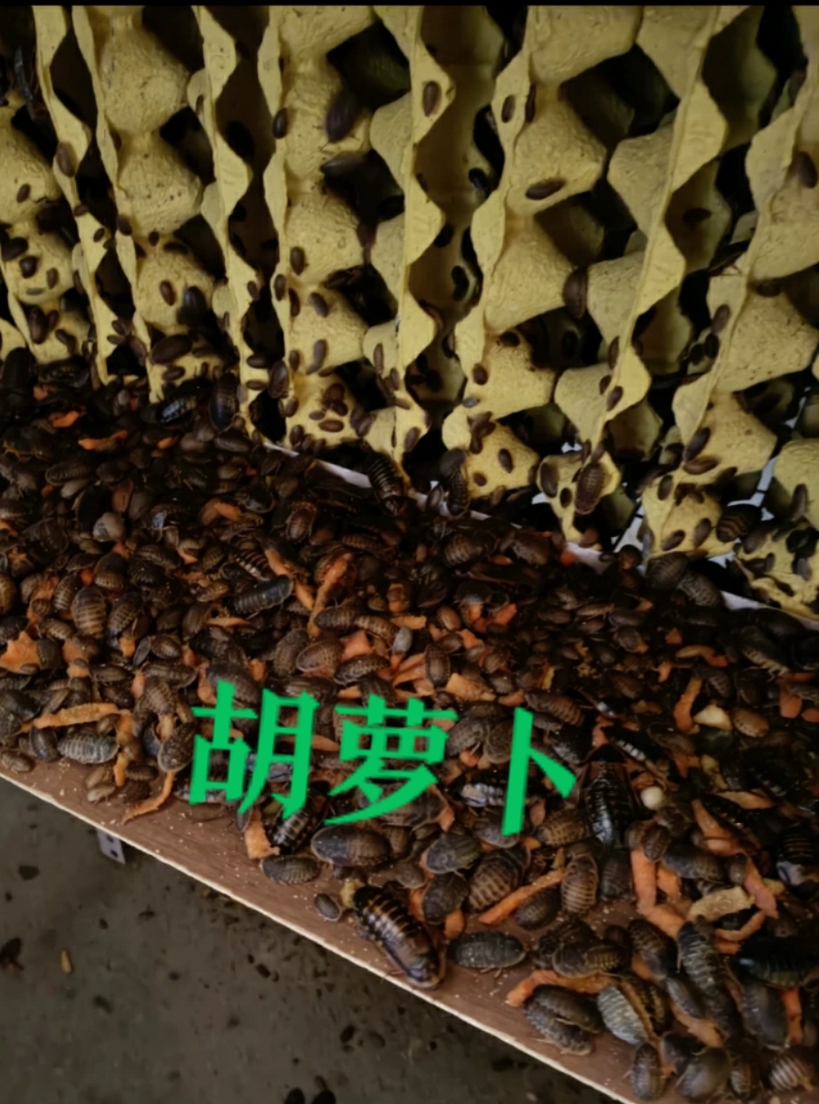 杜比亚蟑螂活虫活体饲料活饵龙鱼守宫鬃狮繁殖组营养超蟋蟀樱桃-图2