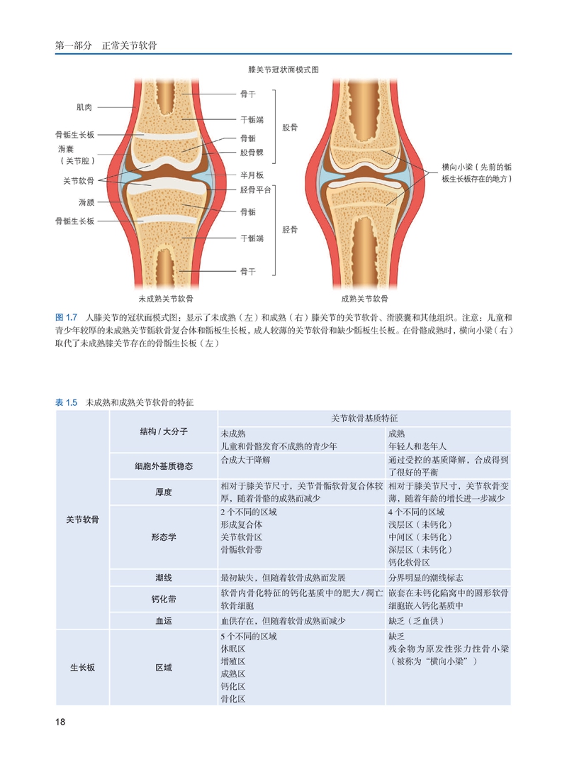 正版现货 膝关节软骨 于腾波 余家阔 李海峰 等译 矫形外科学 运动医学 关节软骨专业参考书 辽宁科学技术出版社9787559132093 - 图2