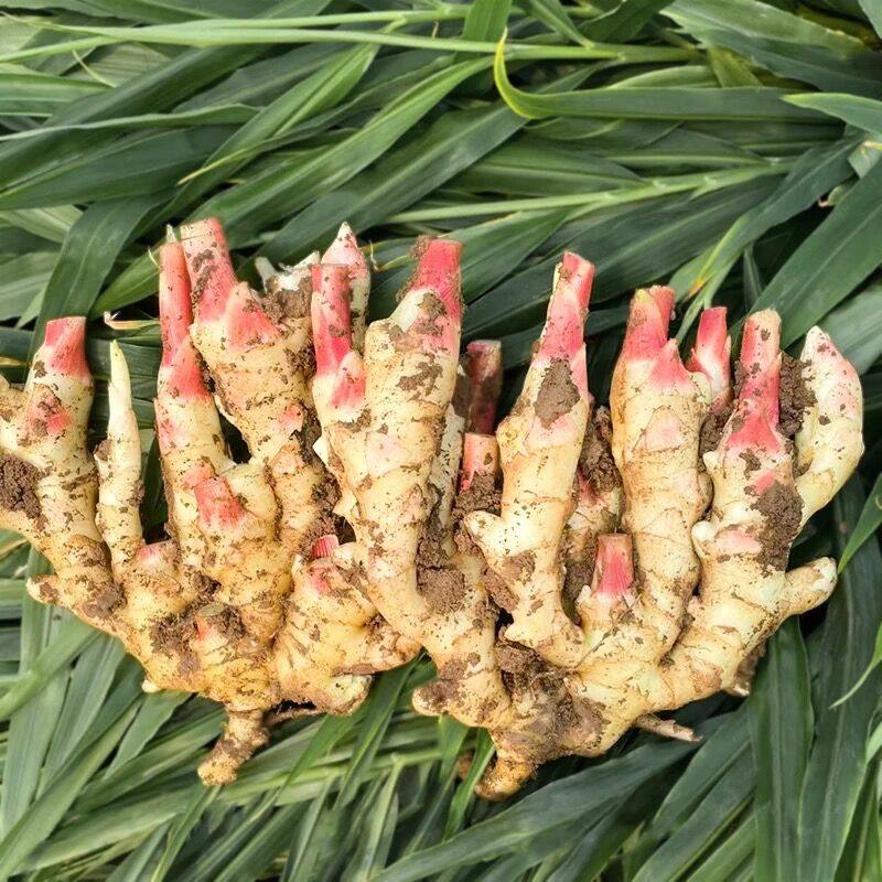 山东嫩姜仔姜新鲜现挖红芽姜子姜姜芽嫩姜新鲜泡菜腌制醋泡鲜生姜,淘宝优惠券,粉丝福利购,淘宝优惠卷