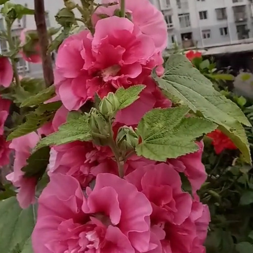重瓣蜀葵花种子盆栽花苗一丈红易活易种室外阳台春天播种的花种子 - 图0