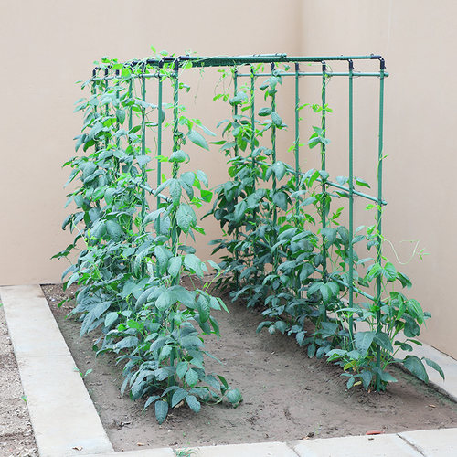 四季豆架杆黄瓜豆角蔬菜爬藤架种菜番茄西瓜支撑杆植物棚搭花架子 - 图2