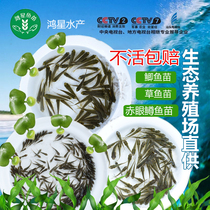 Crucian Fry Wheat Ears Fish Grass Fry Eating Mosquito Fish Live Feed Fish Dragon Fish Feed Live Fish Living Fish Live Fresh Water Bag Live
