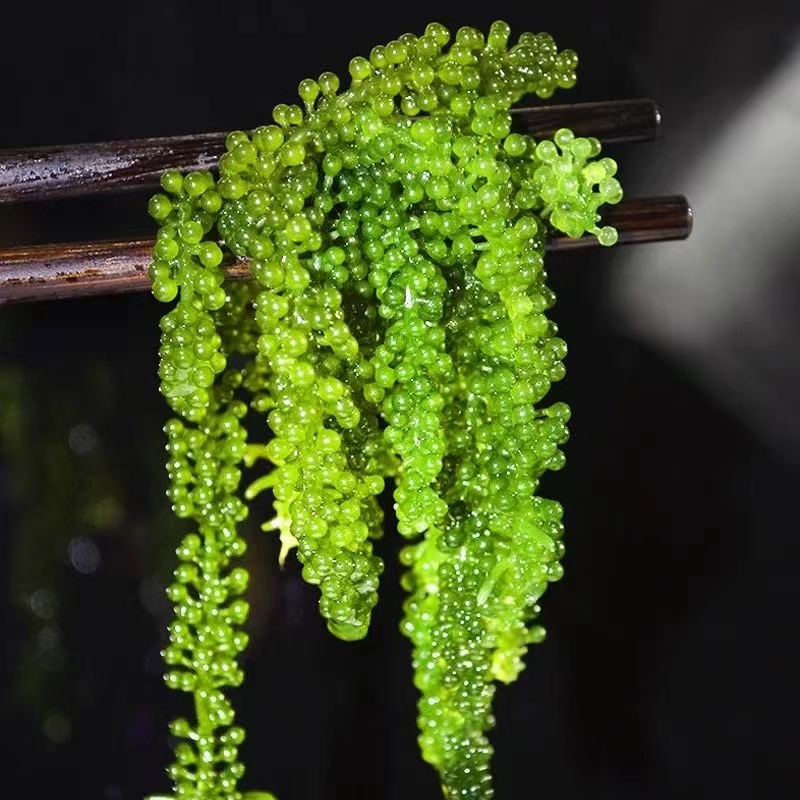 新鲜海葡萄即食盐渍海洋蔬菜植物鱼子酱海藻带菜草寿司食材100g-图0