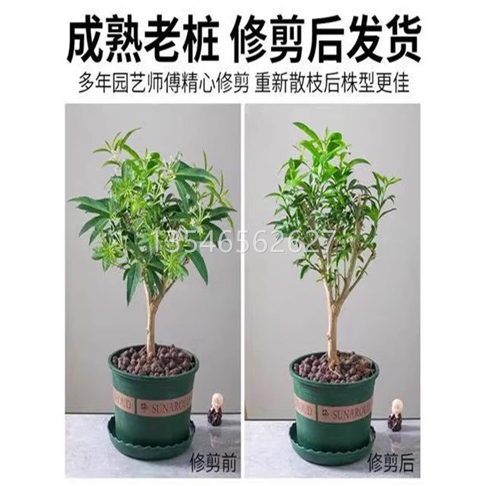 夜来香花树苗夜来香盆栽花卉植物室内驱蚊花苗浓香夜来香四季开花 - 图3