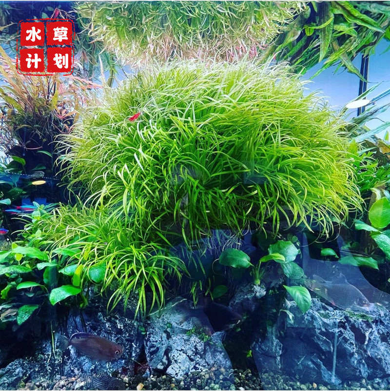 日本箦藻水草水下叶有茎草阳性草荷兰景草缸造景草鱼缸水草小泽藻 - 图0