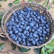 Fruit trees Miao olive groves Miao olive Black rugby Miao nana cultivation of grafted seedlings Guangxi evergreen potted plant