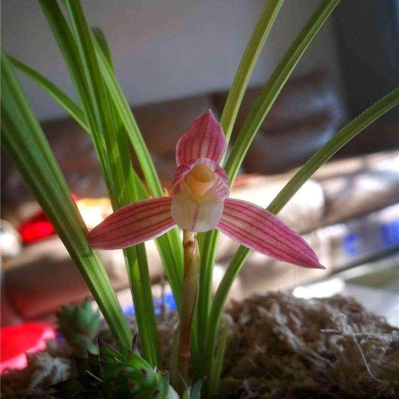 （假一赔十）人面桃花云南莲瓣兰彩素名品 勤花勤芽 易养高端名兰,淘宝优惠券,粉丝福利购,淘宝优惠卷