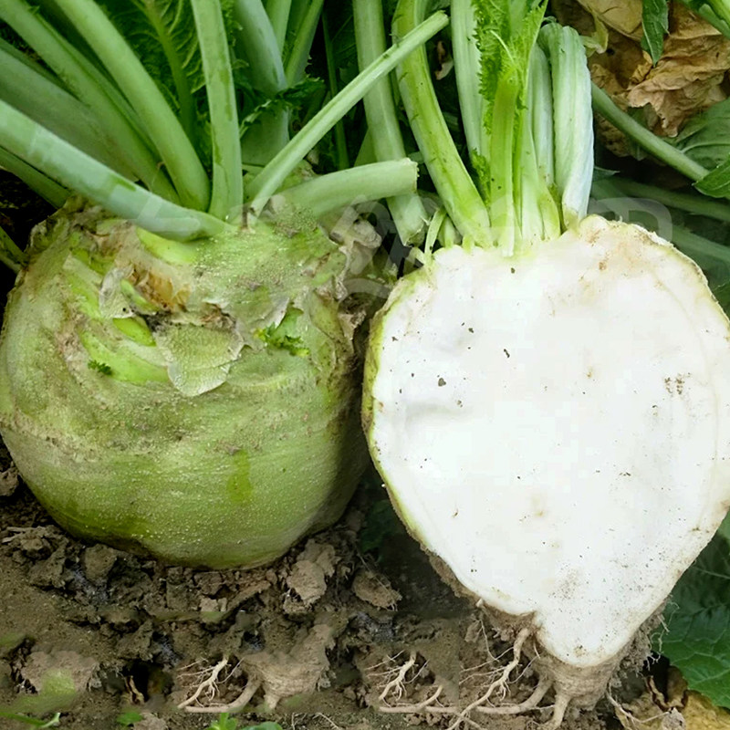 日本光头芥菜种子特大疙瘩辣咸菜大头菜种籽四季蔬菜种孑