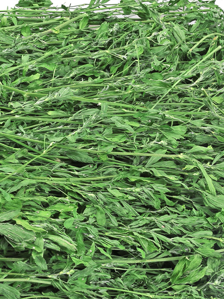 绿色新苜蓿烘烤紫花苜蓿草干草兔粮兔子龙猫粮食荷兰猪兔草饲料 - 图2