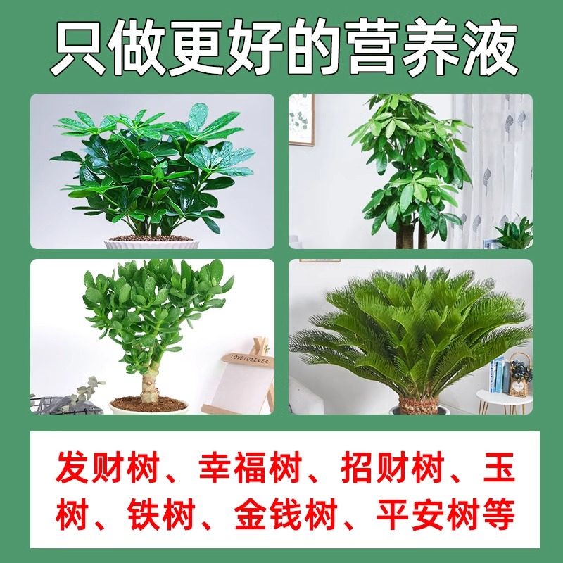 发财树专用营养液叶斑病专用叶子黄叶枯叶烂根药白粉病杀虫剂肥料,淘宝优惠券,粉丝福利购,淘宝优惠卷