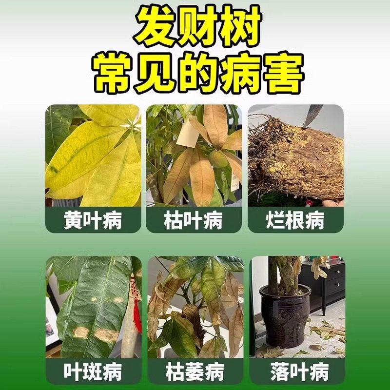 发财树专用营养液叶子发黄掉叶黄叶枯叶烂根肥料抑菌剂白斑杀虫剂,淘宝优惠券,粉丝福利购,淘宝优惠卷