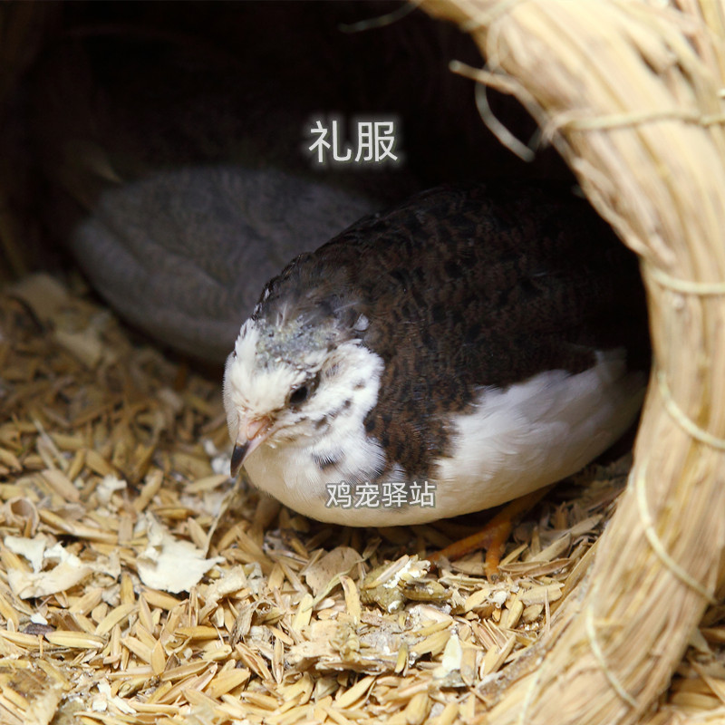 芦丁鸡宠物鸡网红生蛋鸡观赏鸡可繁殖孵化幼鸡青年成年鸡母鸡包邮-图2