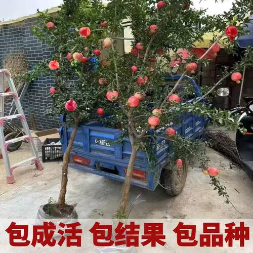 特大石榴树树苗庭院果树突尼斯软籽无籽甜盆栽地栽老桩石榴果树苗 - 图1