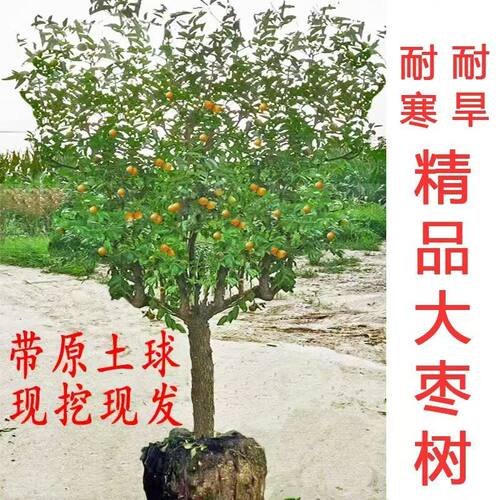 枣树活苗大枣超甜特大庭院果树冰糖冬枣潘枣树南方北方种植枣树苗 - 图2