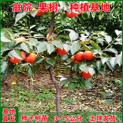 特大脆甜柿子树果苗庭院果树盆栽地栽火晶太秋南北方种植柿子苗树 - 图2