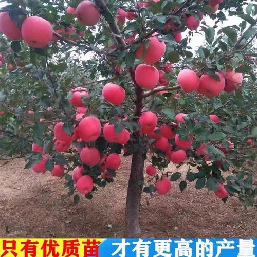 特大苹果树果苗冰糖心红富士花牛庭院果树苗北方南方种植苹果树苗 - 图2