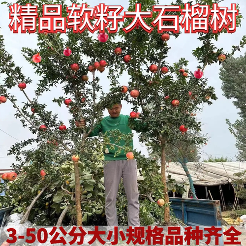 特大石榴树树苗庭院果树突尼斯软籽无籽甜盆栽地栽老桩石榴果树苗 - 图0