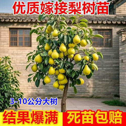 大梨树果苗带土秋月梨翠冠梨子苗盆地栽当年结果南方北方种植果树 - 图2